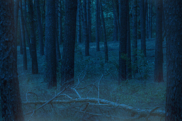 Fallen pine in a mysterious evening forest no one around the exciting atmosphere