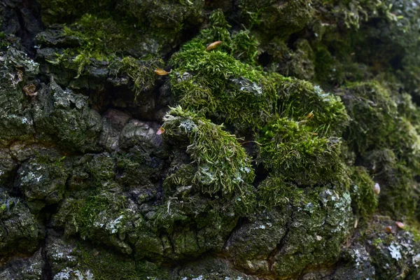 Corteza Árbol Cerca Cubierto Con Fondo Pantalla Musgo Verde Para — Foto de Stock