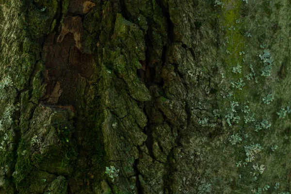 Forêt Arbre Tronc Gros Plan Mystérieux Fond Écran Fantaisie Pour — Photo