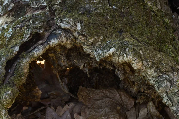 Baumwurzel Aus Nächster Nähe Unter Der Braune Abgefallene Blätter Liegen — Stockfoto