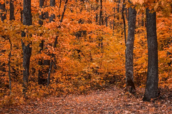 Fantastica Foresta Autunnale Con Fogliame Arancione Brillante Bellissimo Concetto Natura — Foto Stock