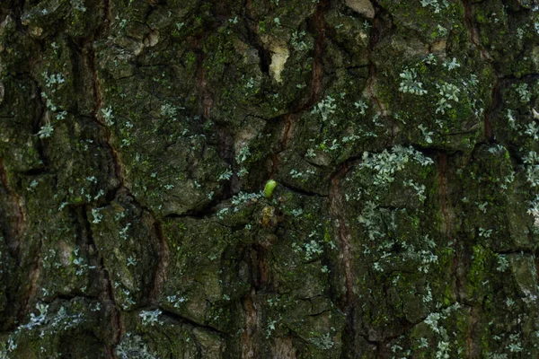 Bark Ett Skogsträd Närbild Delvis Täckt Med Grön Mossa Bakgrund — Stockfoto