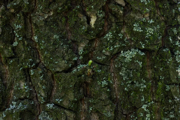 Bir orman ağacının kabuğu kısmen yeşil yosun arka planıyla kaplıdır vahşi yaşam tasarım kavramı için.