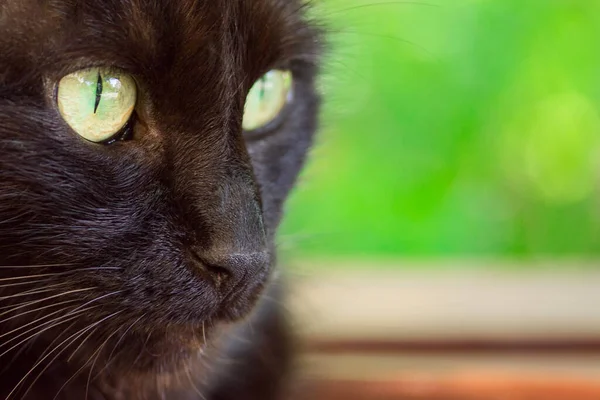 Focinho Gato Preto Com Grandes Olhos Amarelos Close Fundo Borrado — Fotografia de Stock