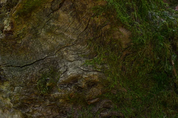 Superficie Viejo Árbol Del Bosque Con Hermosos Patrones Grietas Finas —  Fotos de Stock