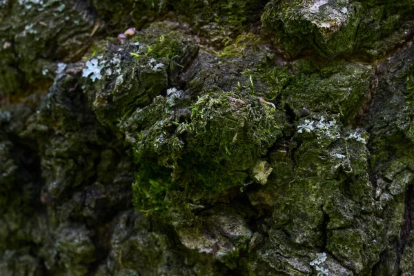 Corteza Árbol Cubierta Musgo Fabuloso Bosque Planta Silvestre Primer Plano —  Fotos de Stock