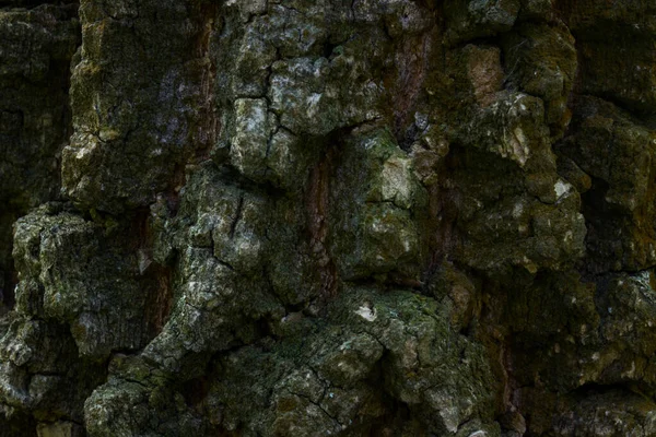 Orman ağacının kabuğu pürüzsüz bir yüzey deseni değildir. Karanlık, gizemli atmosferi çatlatır. Vahşi yaşam tasarım konsepti için doğal duvar kağıdı.