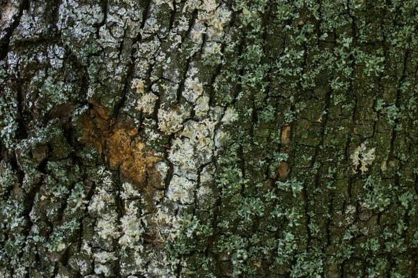 Gedeeltelijk Geschilde Schors Van Een Boomstam Van Een Houtplant Met — Stockfoto