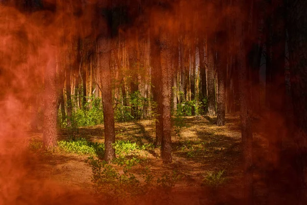 Summer Forest Tall Trees Surrounded Orange Flame Concept Fire Danger — Stock Photo, Image