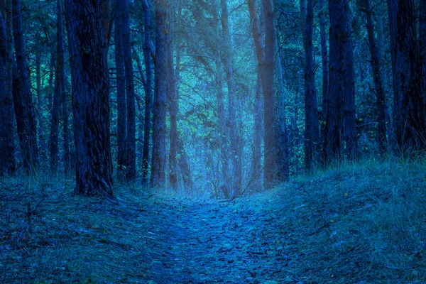 Тропа Ярко Освещена Ночью Таинственном Лесу Вход Волшебное Место Высокими — стоковое фото