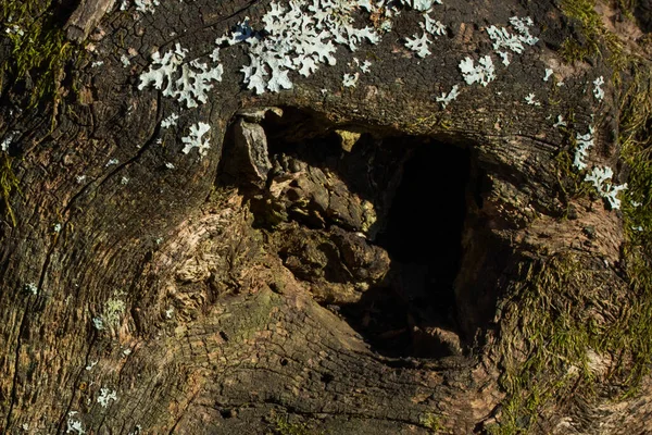 Escuro Misterioso Oco Perto Tronco Uma Árvore Brilhante Conceito Natureza — Fotografia de Stock