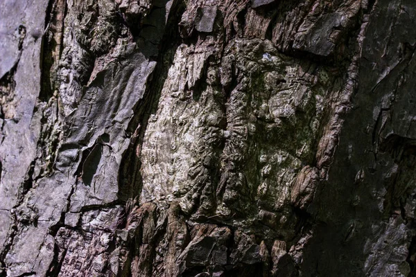 Υφή Ενός Παλιού Κορμού Δέντρου Μερικώς Αποφλοιωμένο Φλοιό Έννοια Άγρια — Φωτογραφία Αρχείου