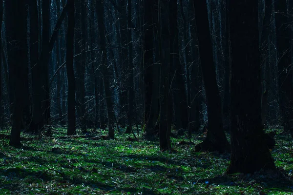 Resplandeciente Claro Verde Fantástico Bosque Nocturno Con Árboles Altos Oscuros —  Fotos de Stock