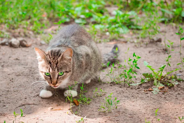 Mignon Chaton Multicolore Pressé Ludique Sol Levé Ses Yeux Verts — Photo