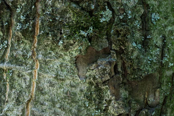 Casca Brilhante Uma Árvore Floresta Textura Closeup Fabulosos Padrões Fundo — Fotografia de Stock