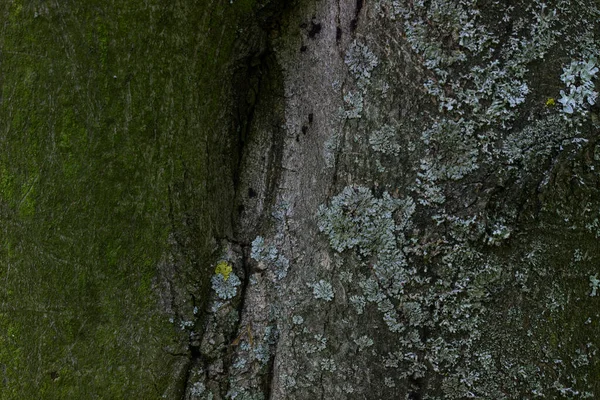 Casca Árvore Parcialmente Coberto Com Musgo Verde Enfeitiçando Fundo Para — Fotografia de Stock