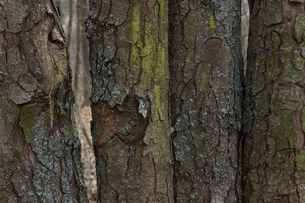 Kmeny Lesních Stromů Světlé Textury Krásné Vzory Trhliny Zelený Mech — Stock fotografie