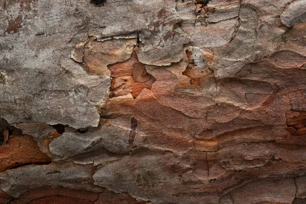 色彩艳丽的松树树皮质感特写与裂缝自然背景设计 — 图库照片