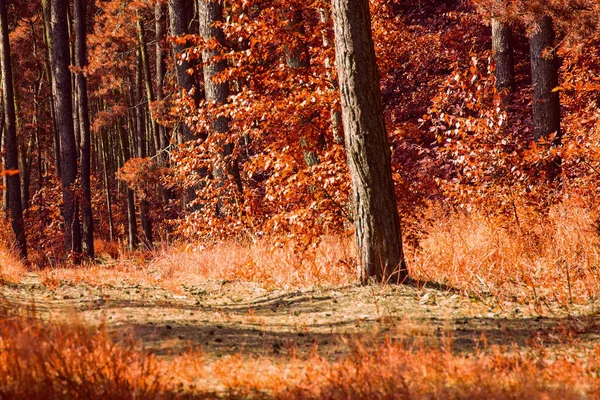 Forêt Automne Orange Très Beaux Troncs Grands Pins Propre Personne — Photo