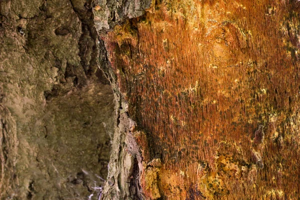 Světlé Barevné Lesní Dřevo Oloupanou Kůrou Okouzlující Přírodní Vzor Tapety — Stock fotografie