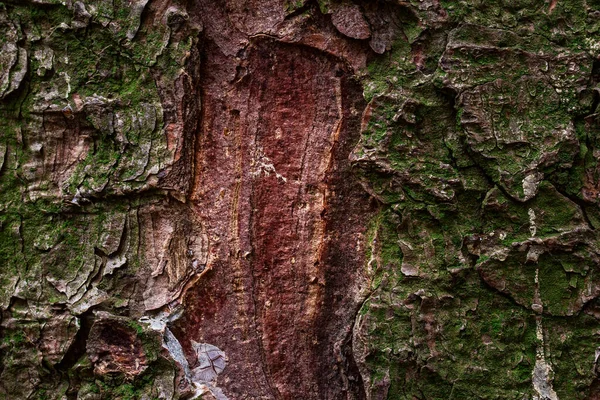 Fantastické Lesní Textury Strom Kůra Pokrytá Zeleným Mechem Hnědé Dřevo — Stock fotografie