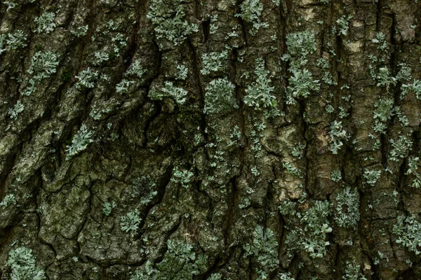 木の幹の神秘的な森のテクスチャを閉じる魅力的なパターン繊細なデザインのための割れ壁紙 — ストック写真