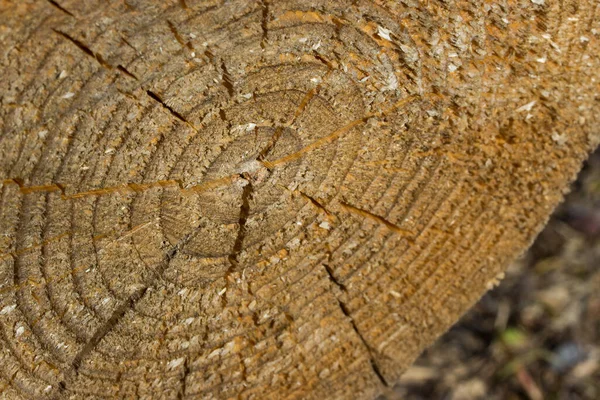 Closeup Wooden Cut Sharp Middle Blurred Edges Concept Nature Building — Stock Photo, Image