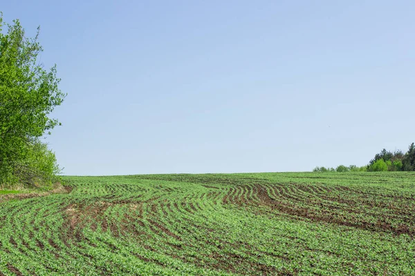 Een Enorm Veld Met Jonge Zaailingen Van Erwten Onder Een — Stockfoto