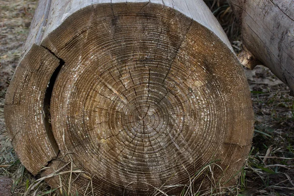 Çok Güzel Çatlamış Bir Yapısı Olan Eski Orman Kütüğü Yerde — Stok fotoğraf