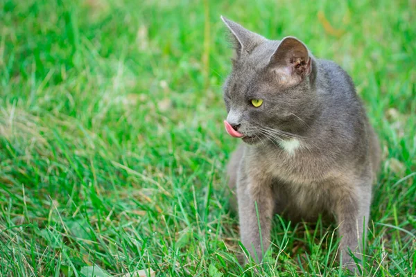 Retrato Gato Jovem Cinza Que Lickens Fundo Borrado Conceito Grama — Fotografia de Stock