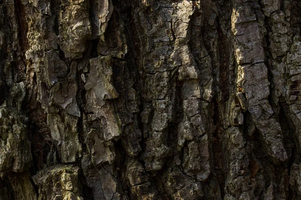 Okouzlující Vzory Stromové Kůry Tenkými Tmavými Trhlinami Close Lesní Pozadí — Stock fotografie