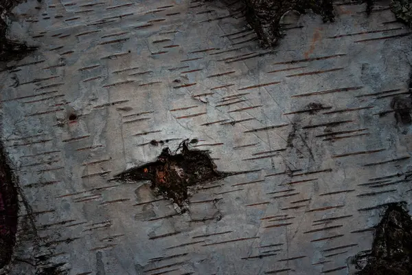 Mysteriöse Birkenstruktur Nahaufnahme Mit Natürlichen Mustern Auf Der Rinde — Stockfoto