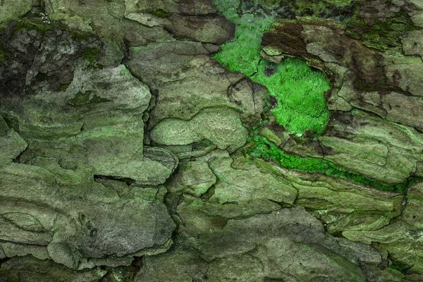 Textura Mística Pino Con Corteza Gris Madera Verde Fantasía Fondo — Foto de Stock