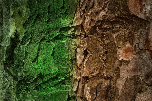 Fantastique Fond Naturel Deux Couleurs Texture Pin Mousse Vert Vif — Photo