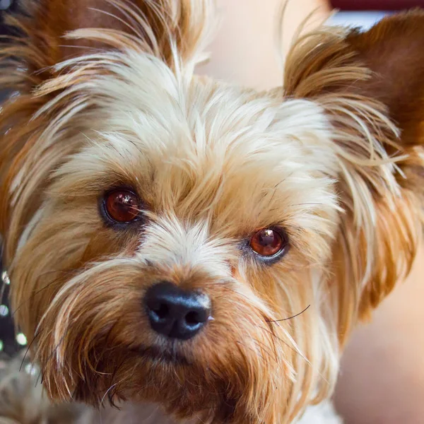 Ritratto Simpatico Yorkshire Terrier Con Gli Occhi Castani Luminosi Primo — Foto Stock