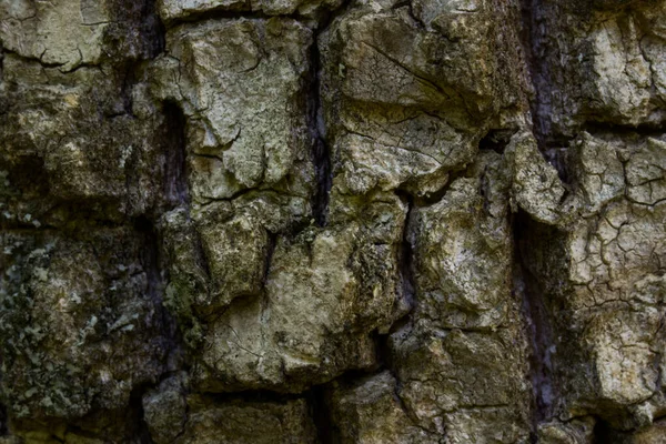 Baumrinde Mit Vielen Mustern Form Von Kleinen Dünnen Rissen Stamm — Stockfoto