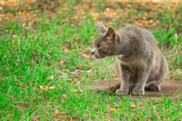 頭を前に伸ばした通りに座っている灰色の猫は 可愛くて家庭的な動物の概念である何かを探しています — ストック写真