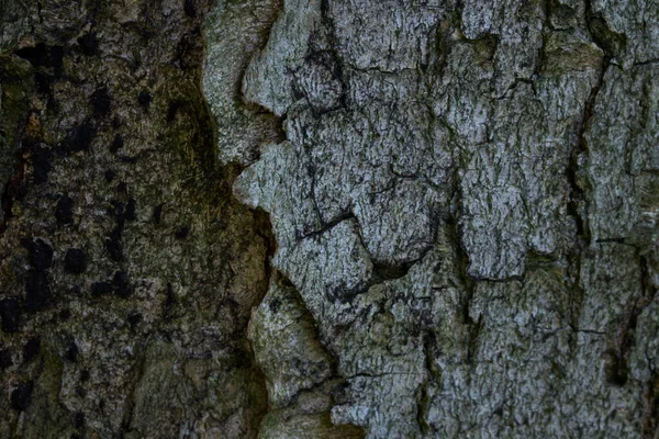 Gris Clair Écorce Bois Texture Arbre Tronc Gros Plan Forêt — Photo