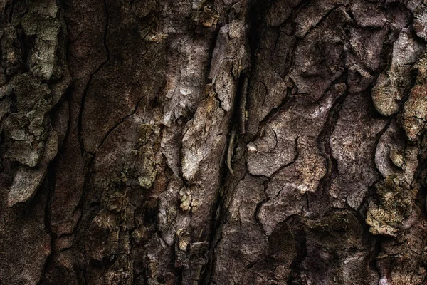 Lesní Fantazie Textura Popraskané Strom Kůra Širokém Kmeni Kmene Pozadí — Stock fotografie