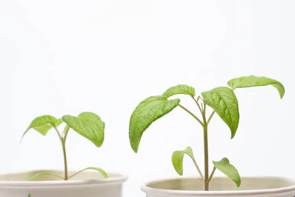 Plántulas Jóvenes Tomate Vasos Cartón Concepto Agricultura — Foto de Stock