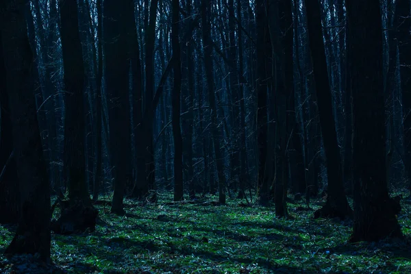 Radura Verde Brillante Nella Foresta Notte Con Alberi Alti Densamente — Foto Stock