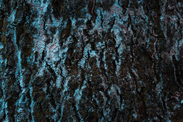 Geheimnisvolle Farbe Birke Textur Nahaufnahme Mit Nicht Natürlicher Farbe Hintergrund — Stockfoto