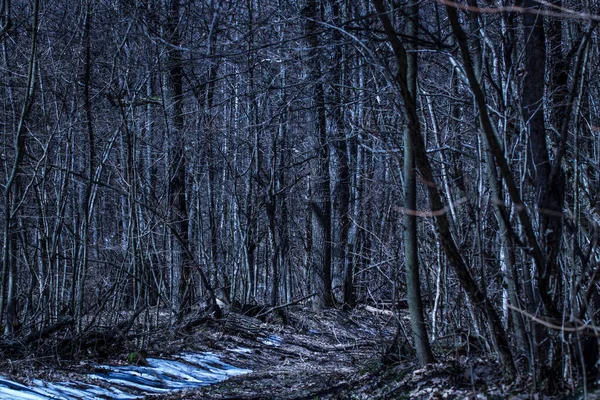 Der Weg Wandelt Sich Die Wildnis Des Geheimnisvollen Nachtwaldes Spannende — Stockfoto