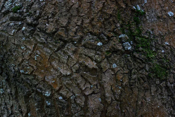 Forest Tree Trunk Close Many Patterns Fine Cracks Wallpaper Design — Stock Photo, Image