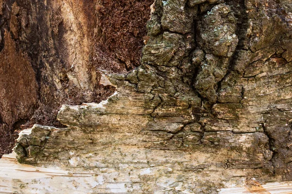 Textura Bétula Com Casca Parcialmente Descascada Rachaduras Belo Fundo Natural — Fotografia de Stock