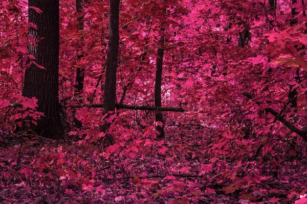 Fantastický Tmavý Les Růžovými Listy Rostoucími Stromech Padajícími Zem Koncept — Stock fotografie