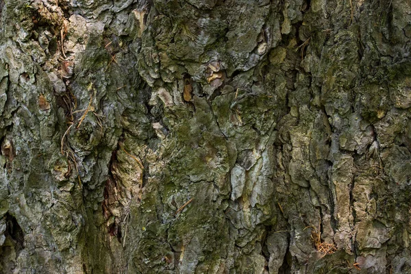 Schors Van Een Oude Naaldboom Textuur Close Natuurlijke Patronen Een — Stockfoto