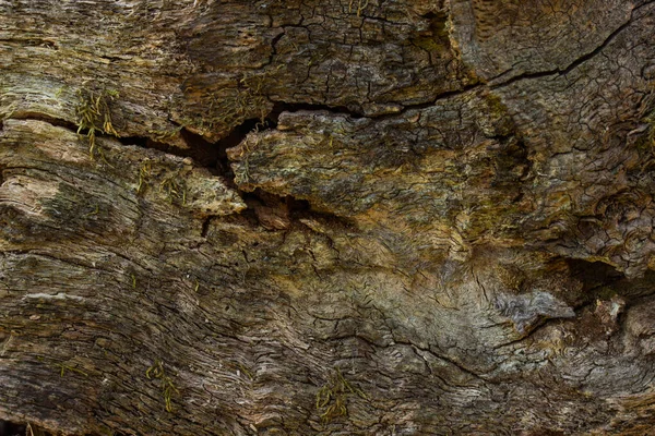 Charming Surface Forest Wood Dark Mysterious Cracks Multicolored Smooth Surface — Stock Photo, Image