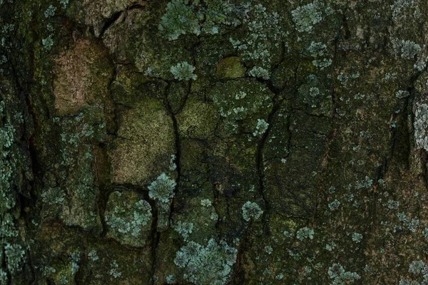 Textúra Repedt Kéreg Egy Erdő Törzs Közelkép Háttér Tervezési Koncepció — Stock Fotó