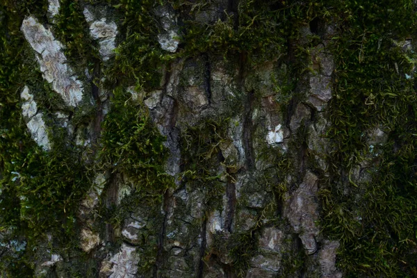 Orman bitkilerinin gizemli yeşil yosun dokusuyla kaplı gri ağaç kabuğu vahşi yaşam tasarım konsepti için yakın plan